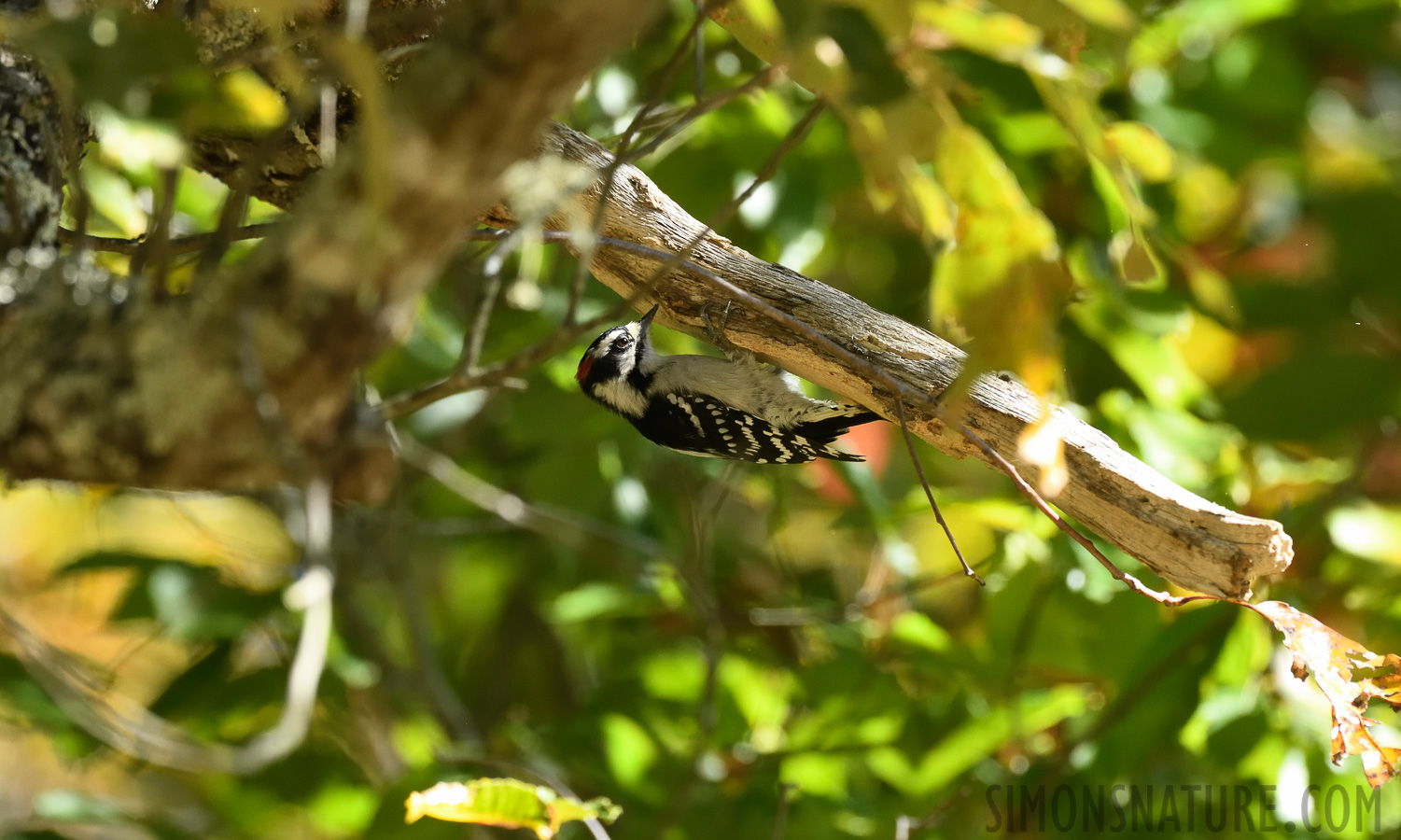 Dryobates pubescens pubescens [400 mm, 1/500 sec at f / 8.0, ISO 1600]